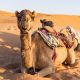 Oman camel